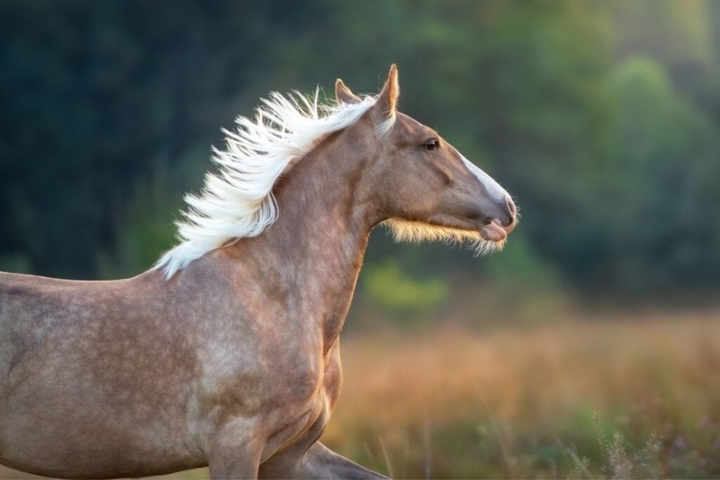 Running dapple palomino horse