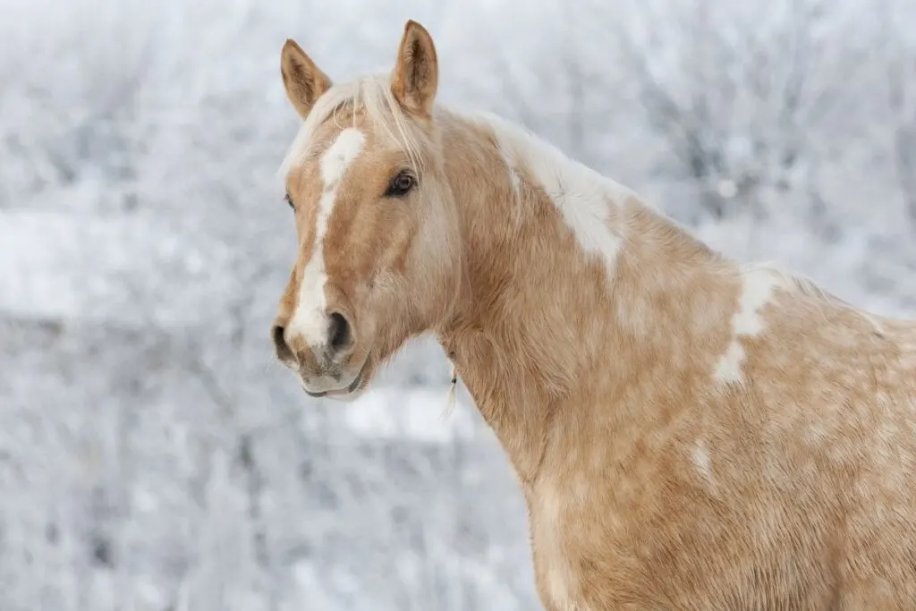 dapple palomino horse on winter background