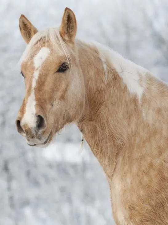 dapple palomino horse