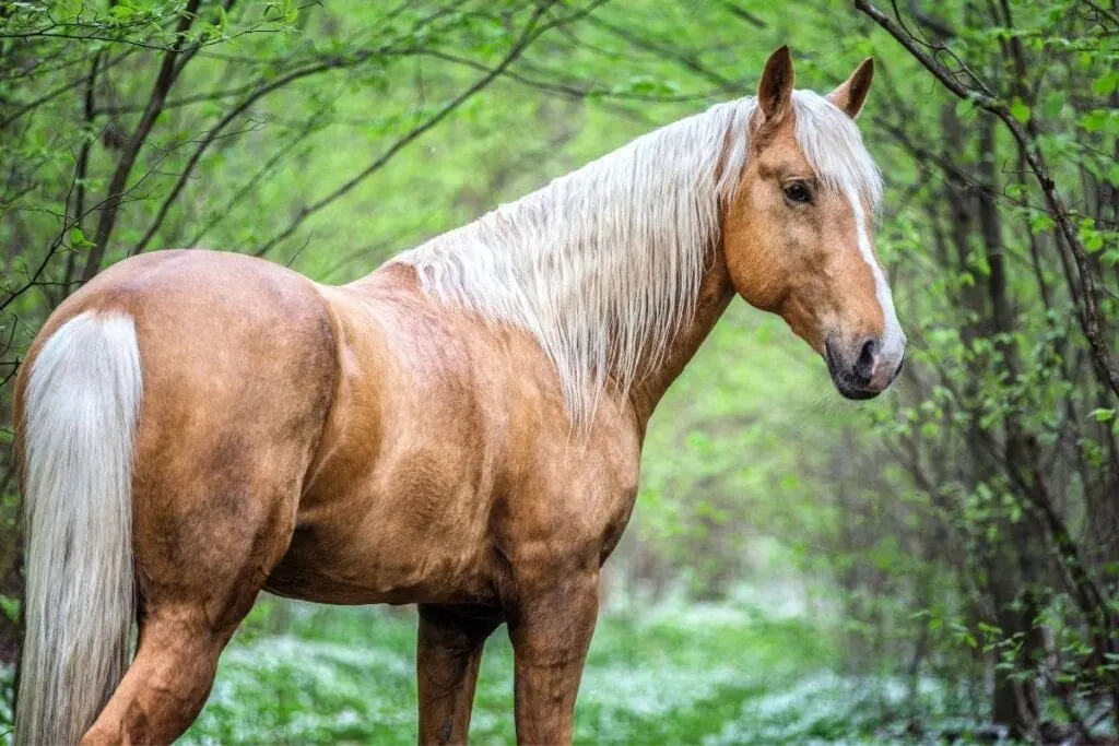 beautiful dapple palomino horse