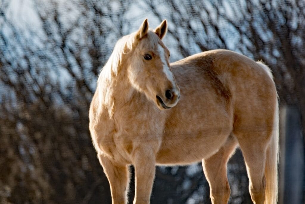 portrait of a dapple palomino horse