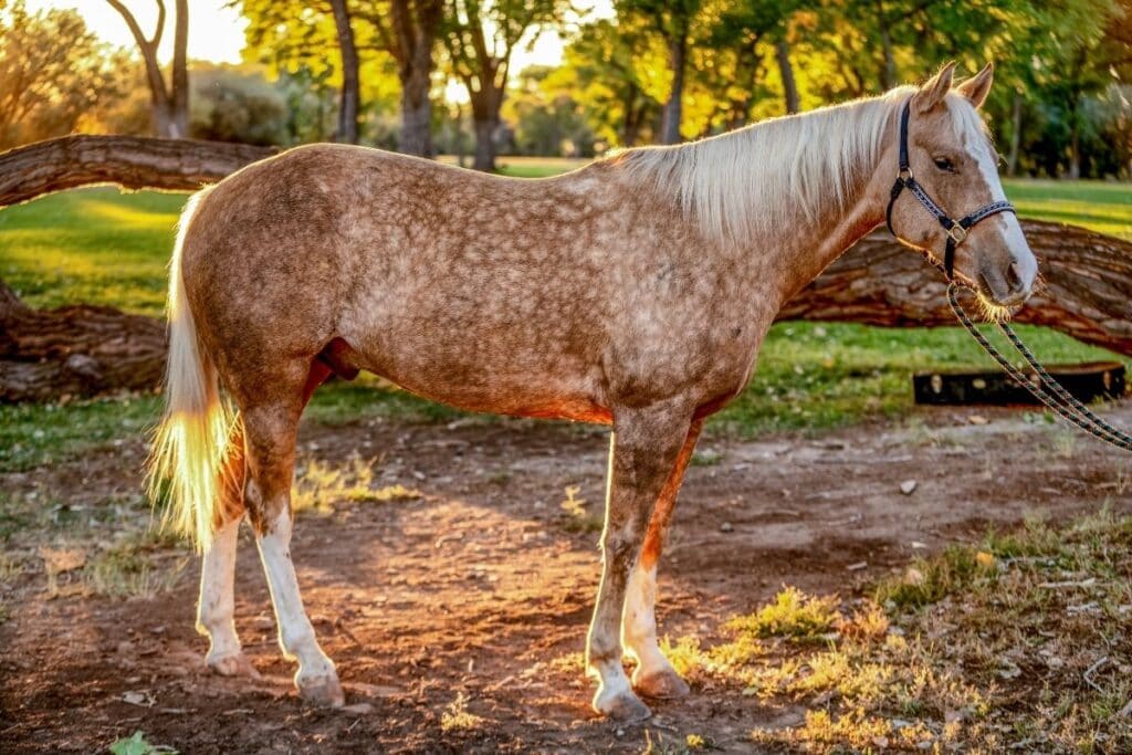 Beautiful light palomino horse on a sunset