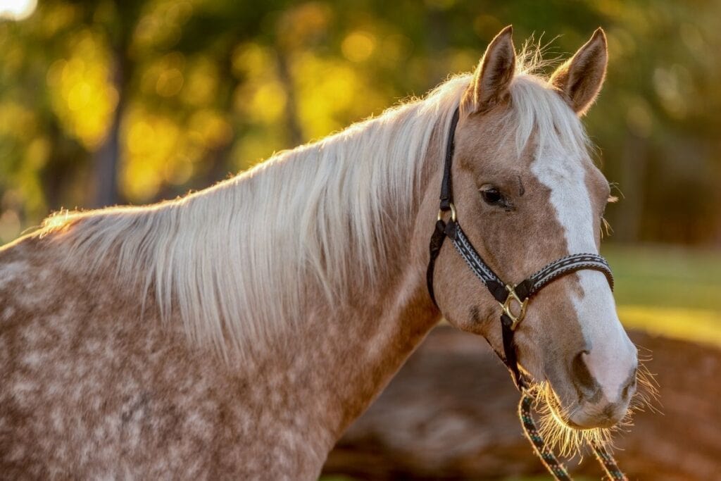 closeup of dapple palomino horse