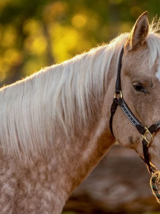 dapple palomino horse