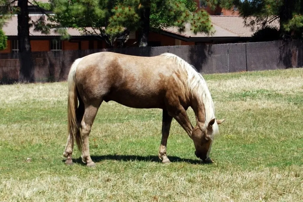 dapple palomino horse eating grass