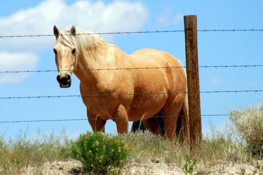 dapple palomino horse behind wife fence
