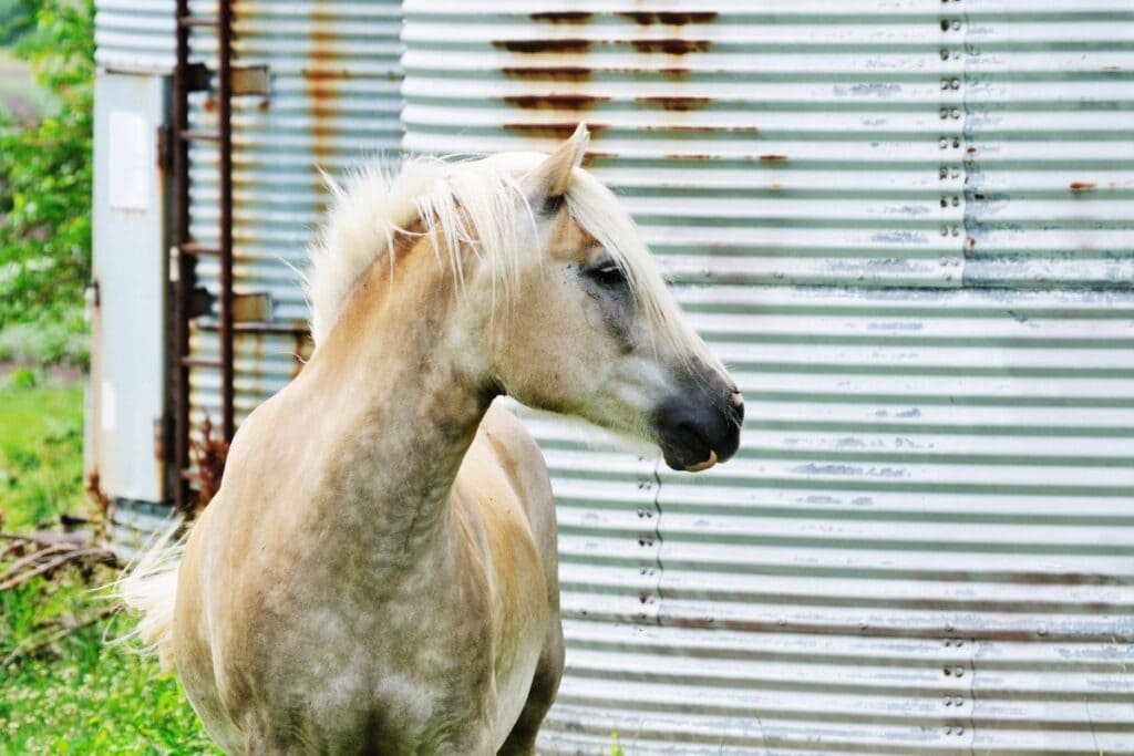 Side view of dapple palomino horse