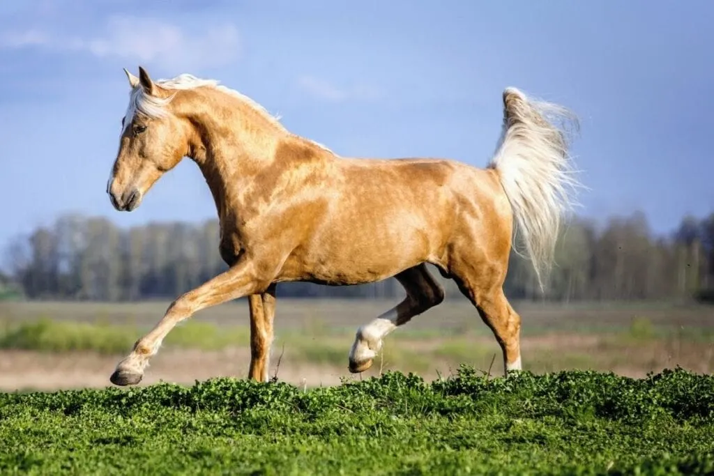 Golden dapple palomino horse