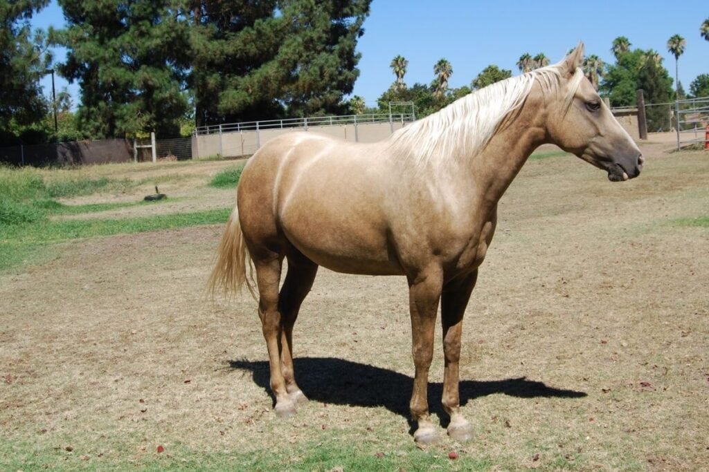 light dapple palomino horse on a farm