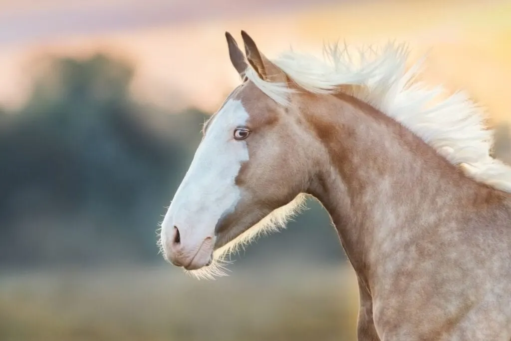 close up of dapple palomino horse