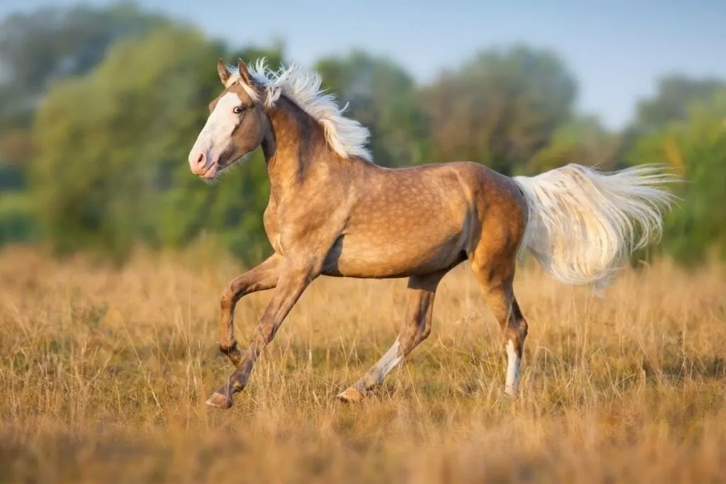 dapple palomino horse running on a field