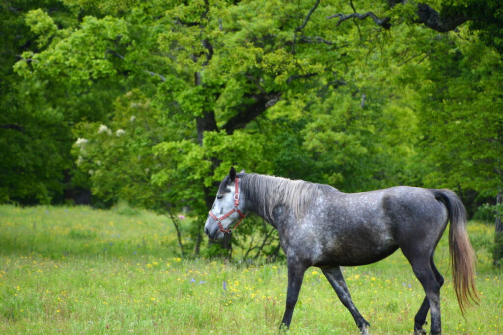 dark Lipizzan horse standing near the trees