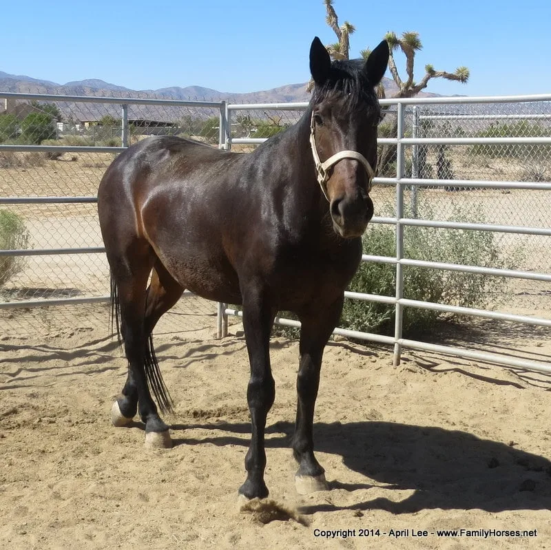 Brown/Bay BLM Mustang Gelding from Black Mountain