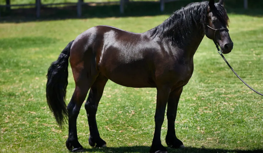 dark bay horse in a field 