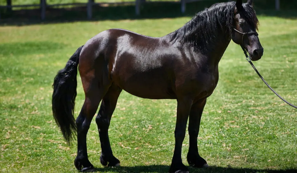 dark bay horse in a field