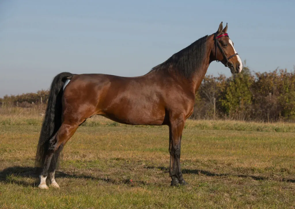 dark brown American Saddlebred standing in a field