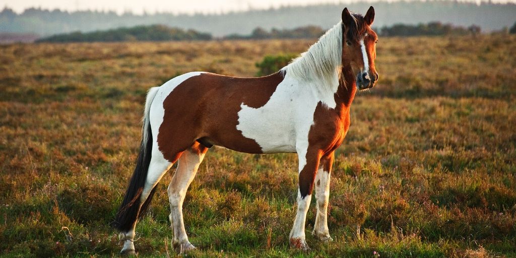 11 Small Horse And Pony Breeds - Helpful Horse Hints