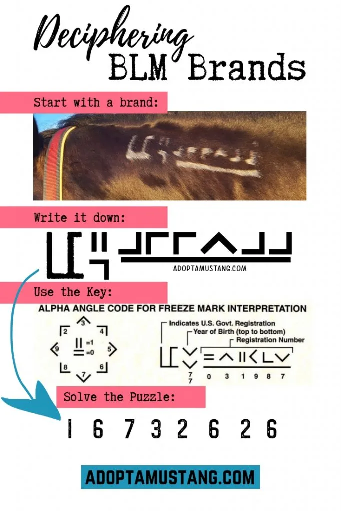 Pinterest pin - Decoding A Mustang Horse Brand