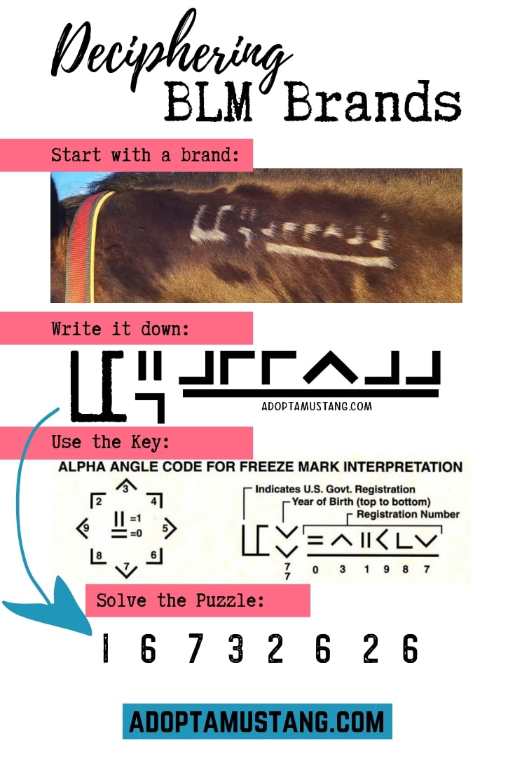 Decoding A Mustang Horse Brand Helpful Horse Hints