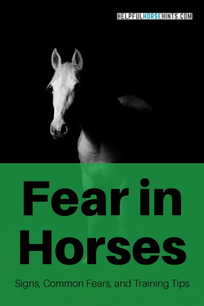 fear in horses training tips