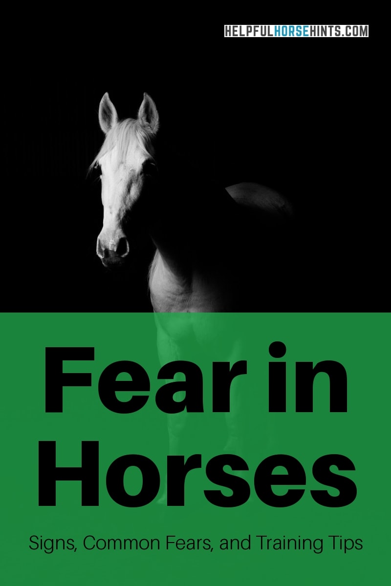 Are Horses Afraid of Spiders? Signs of Fear in Horses Helpful Horse