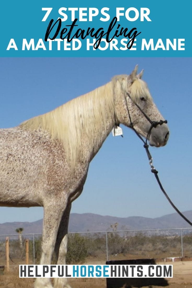 Detangling a Matted Mane Step by Step with Pictures Helpful Horse Hints