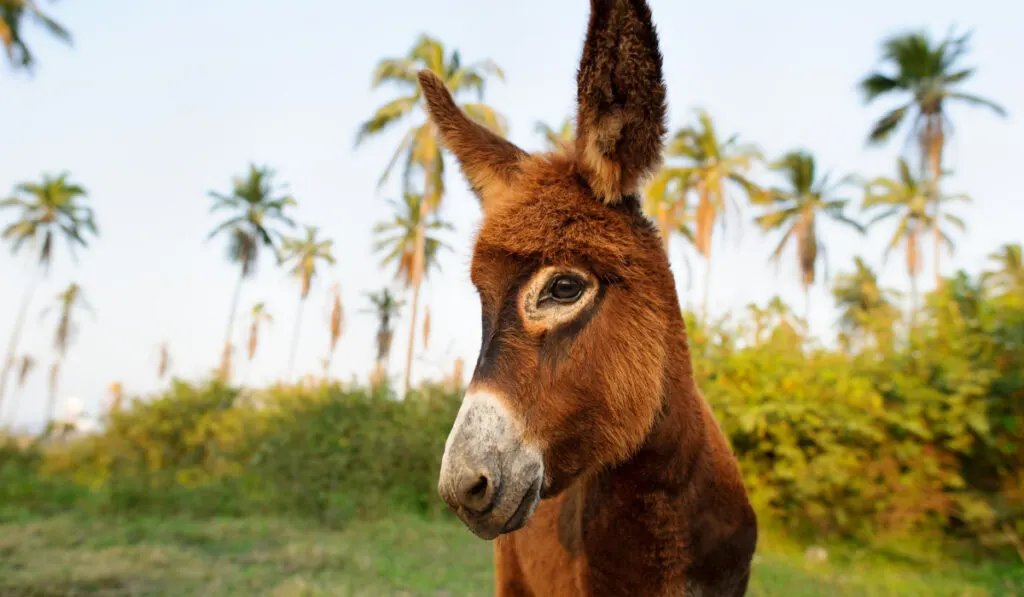 close up photo of a donkey