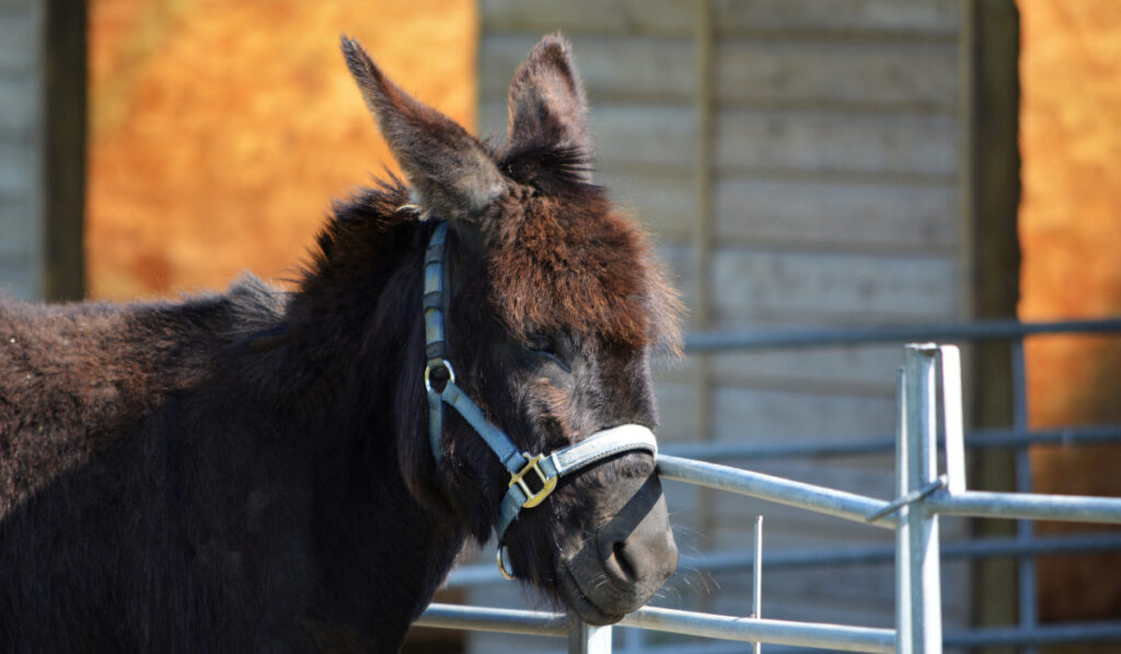 black donkey with blue collar on its face