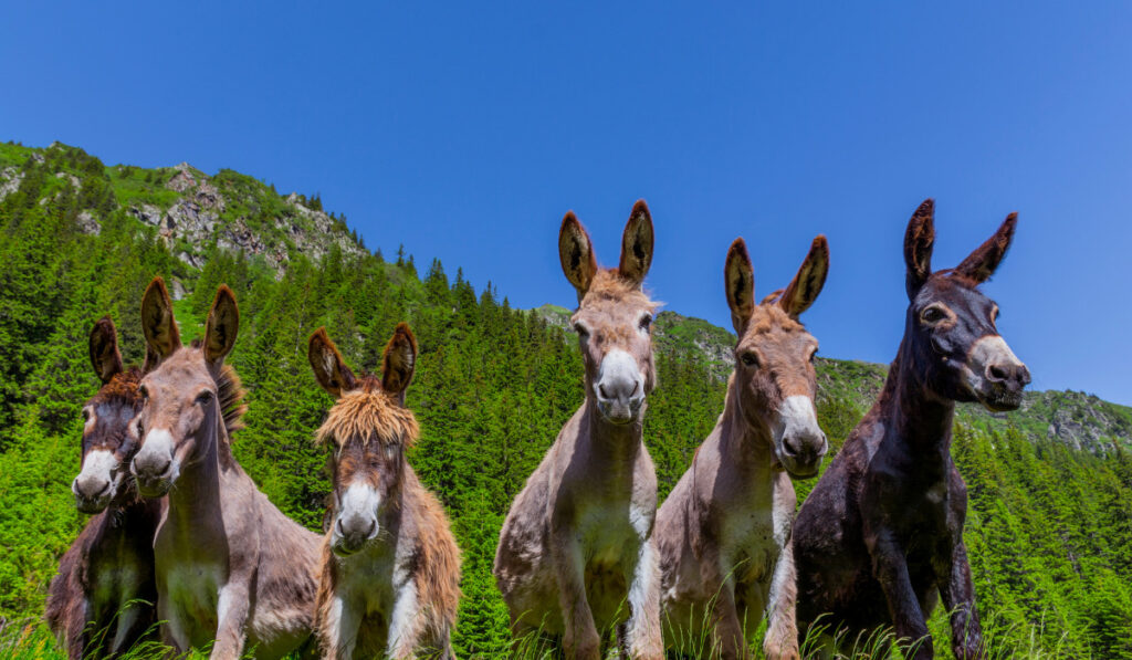 A worm view of six donkeys in the field