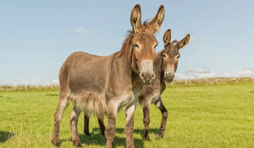 A worm view of six donkeys in the field
