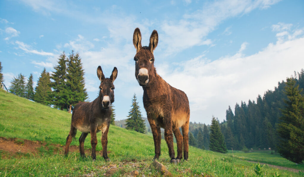 donkeys at sunset