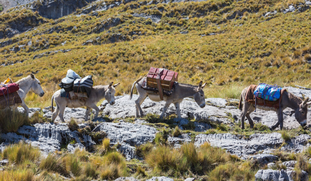 donkey caravan