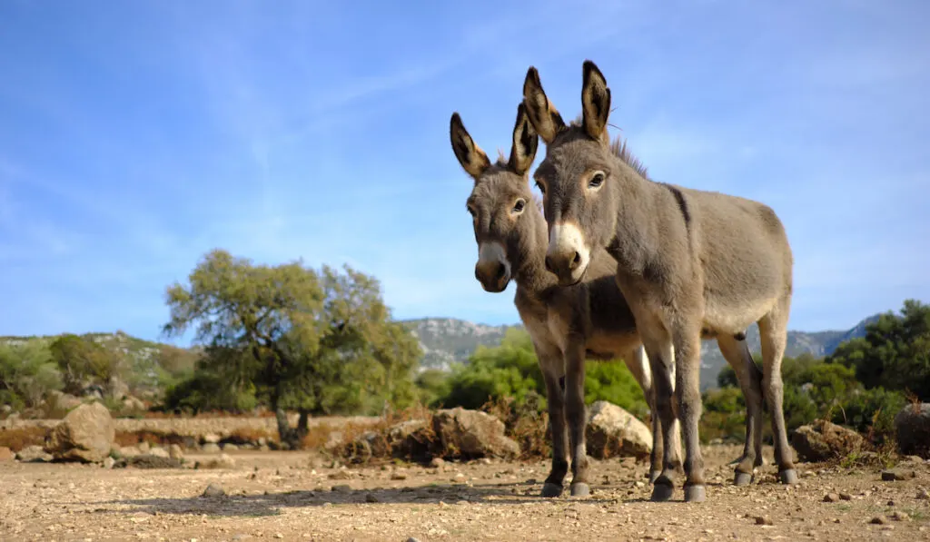 donkey couple together
