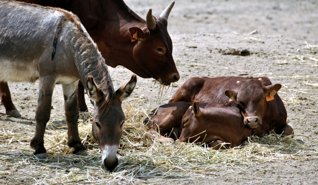 A donkey eating a hay together with cows inside the farm