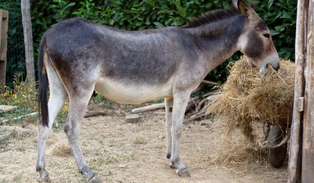 A donkey eating dried grass inside the pen