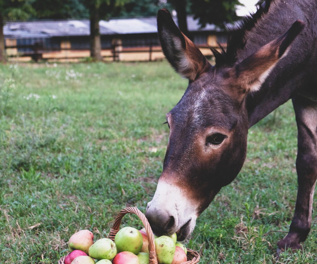 donkey eating a basket of apples 