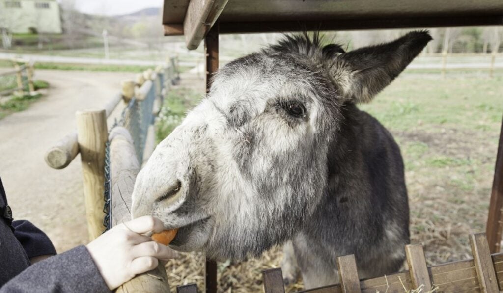 donkey eating a carrot