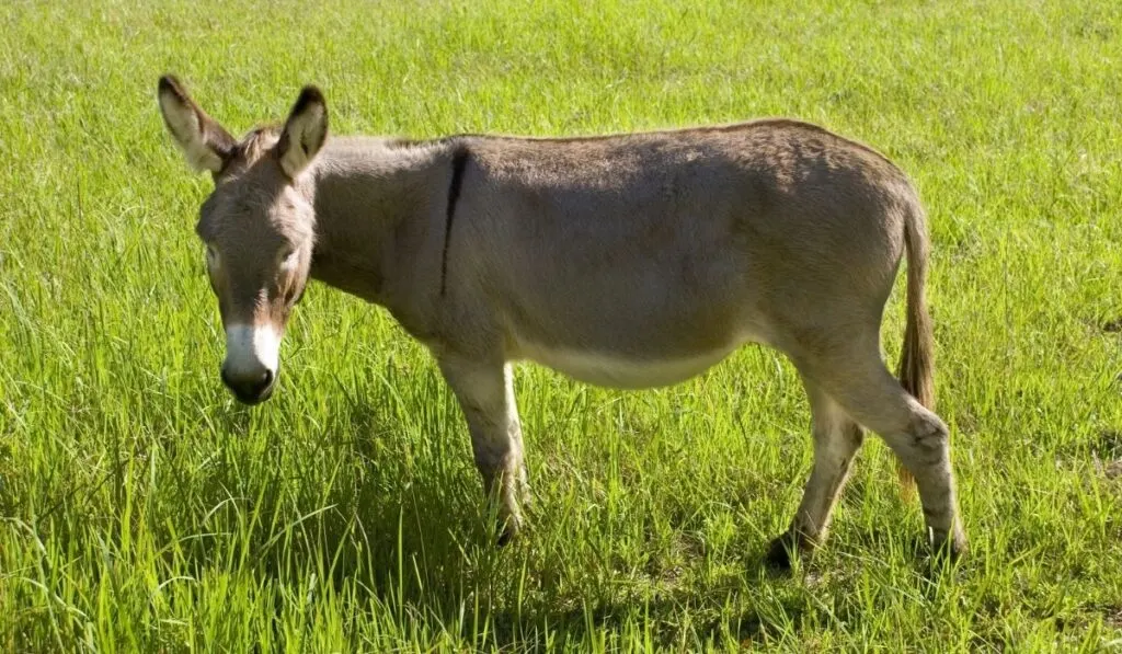 donkey eating grass