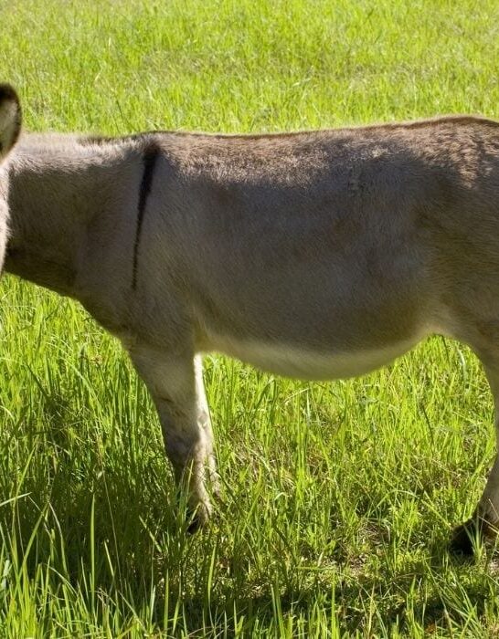 donkey eating grass