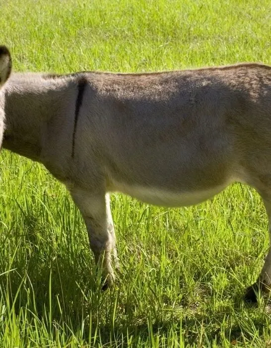 donkey eating grass
