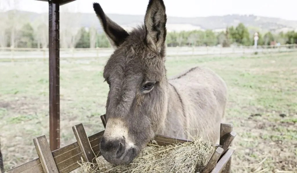 donkey eating grass