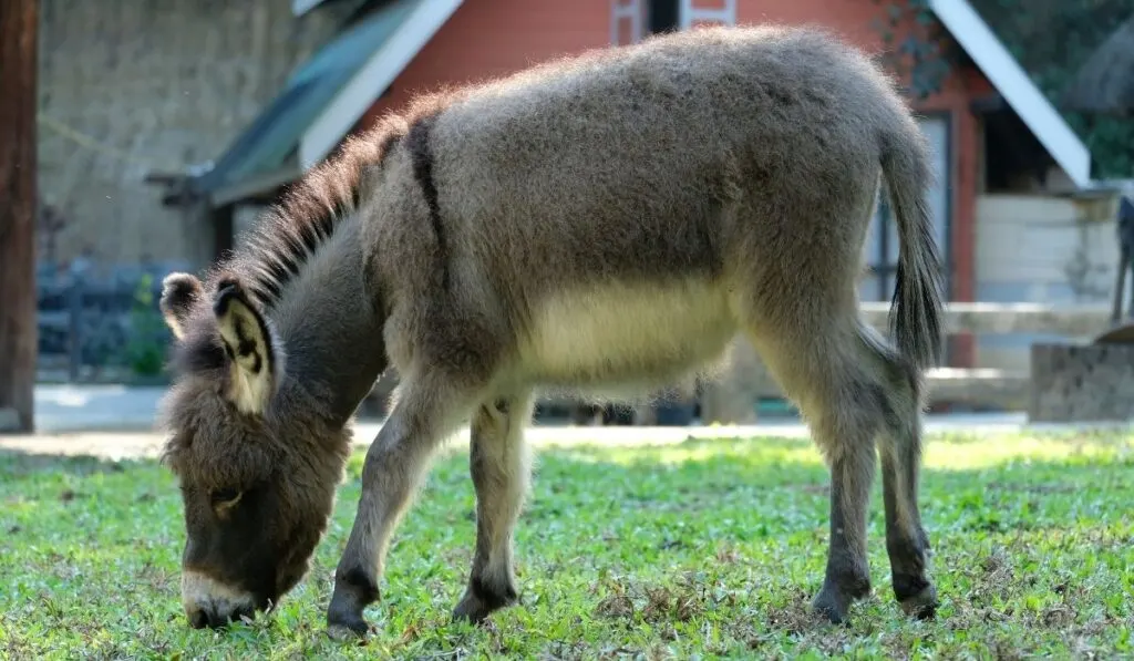 donkey eating grass
