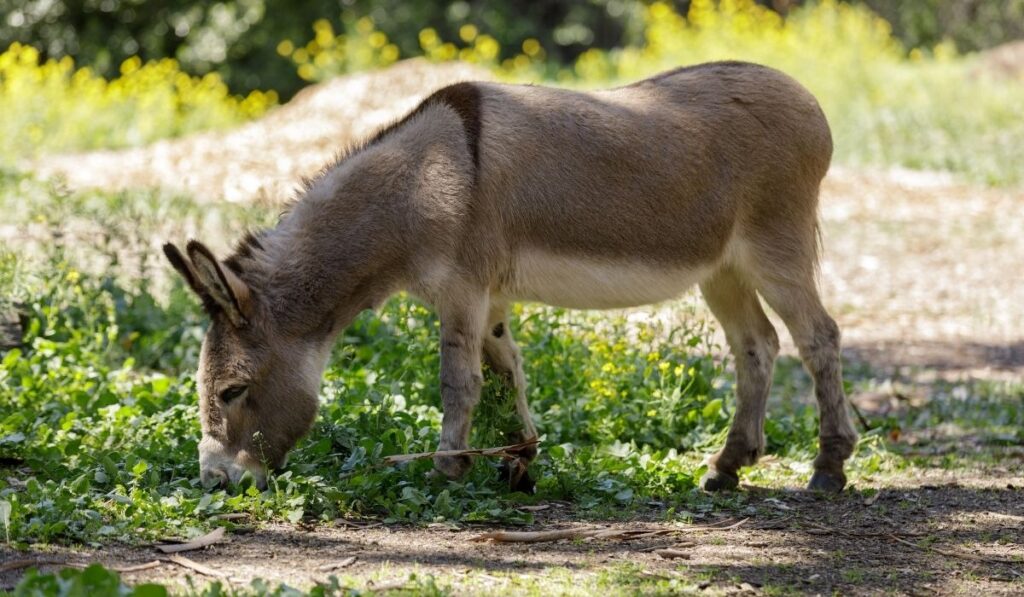 donkey eating grass