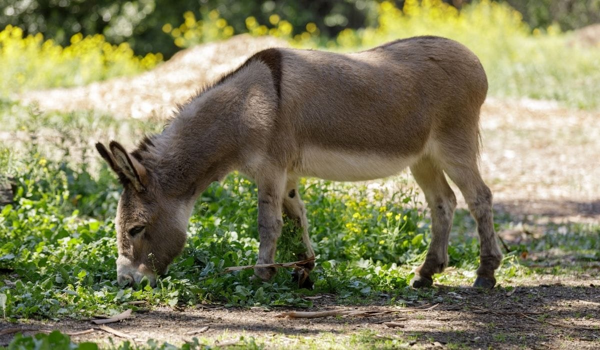 Can Donkeys Reproduce? Helpful Horse Hints