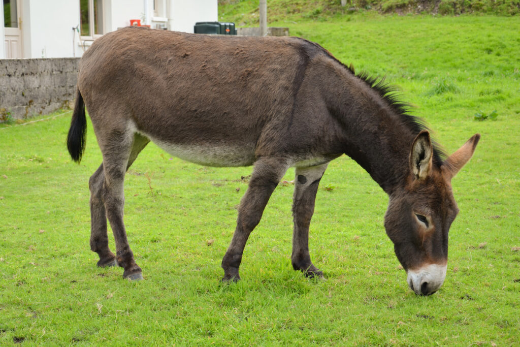 donkey eating grass