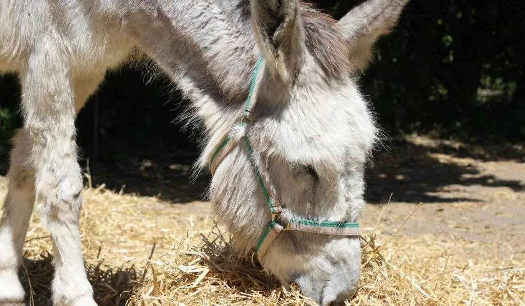 donkey eating hay