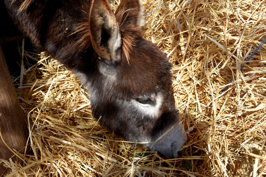 donkey feeding