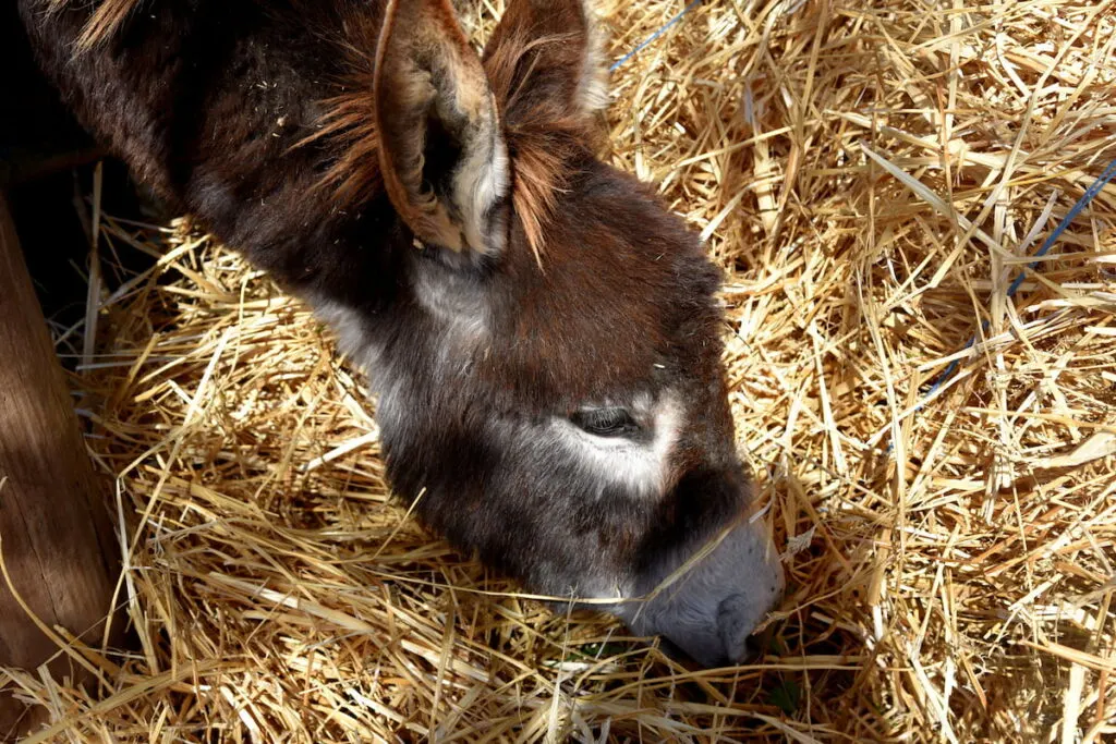 donkey feeding