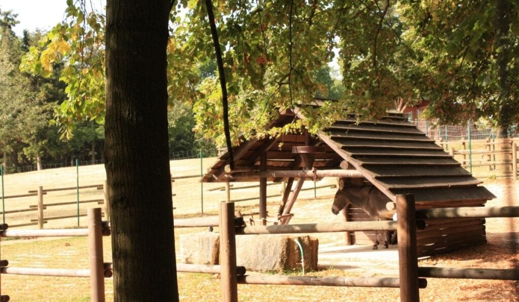 donkey in a wooden shelter