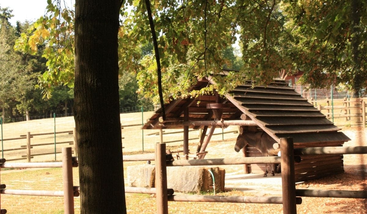 Ultimate Guide to Owning a Pet Donkey Helpful Horse Hints